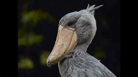 shoe billed st9rk fake birds|shoebill stork sounds.